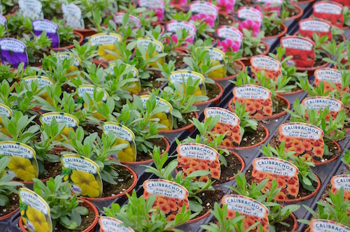 Pot bedding
