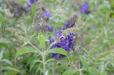 Buddleia