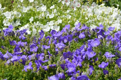 Campanula