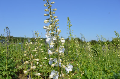 Delphinium - cut flower