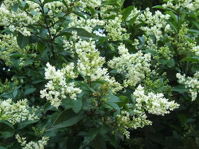Ligustrum hedging