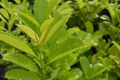 Laurel