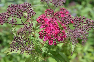Spirea