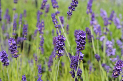 Lavender