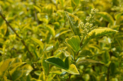 Ligustrum