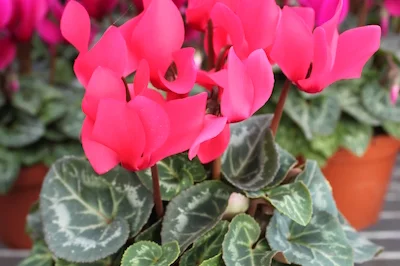 Cyclamen
