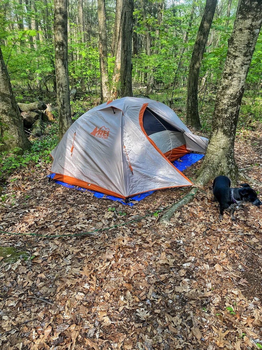 JPEG image-880DE2549C88-1.jpeg