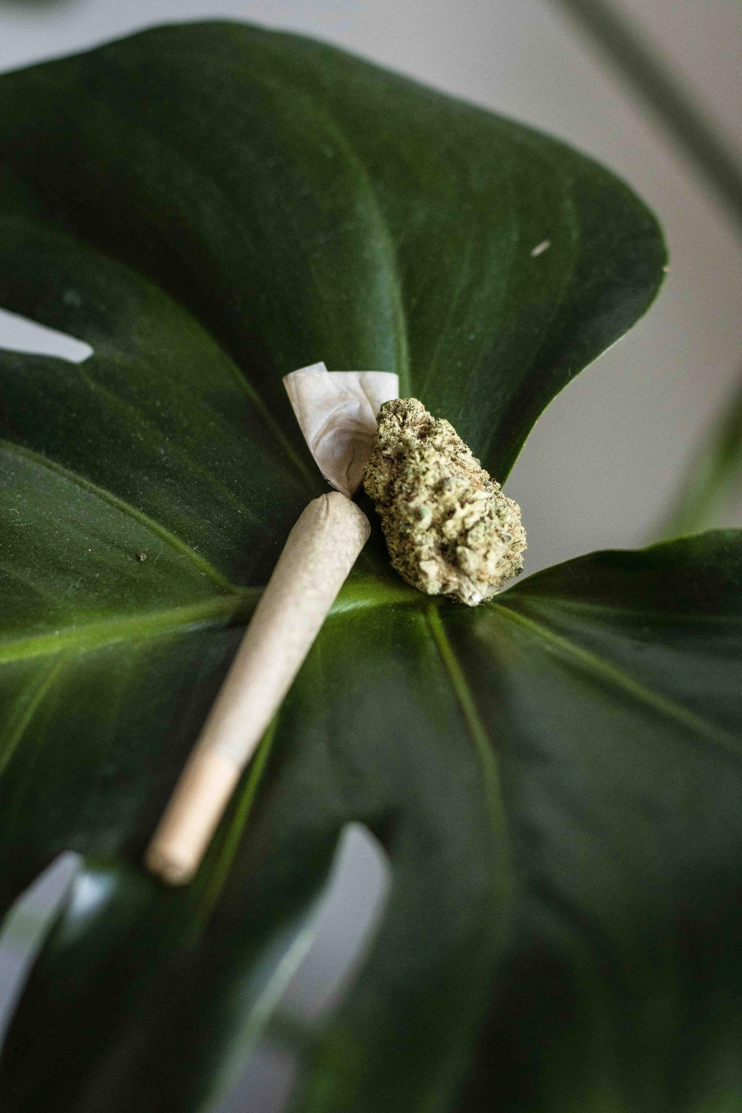 CBD PORTFOLIO - 073.JPG