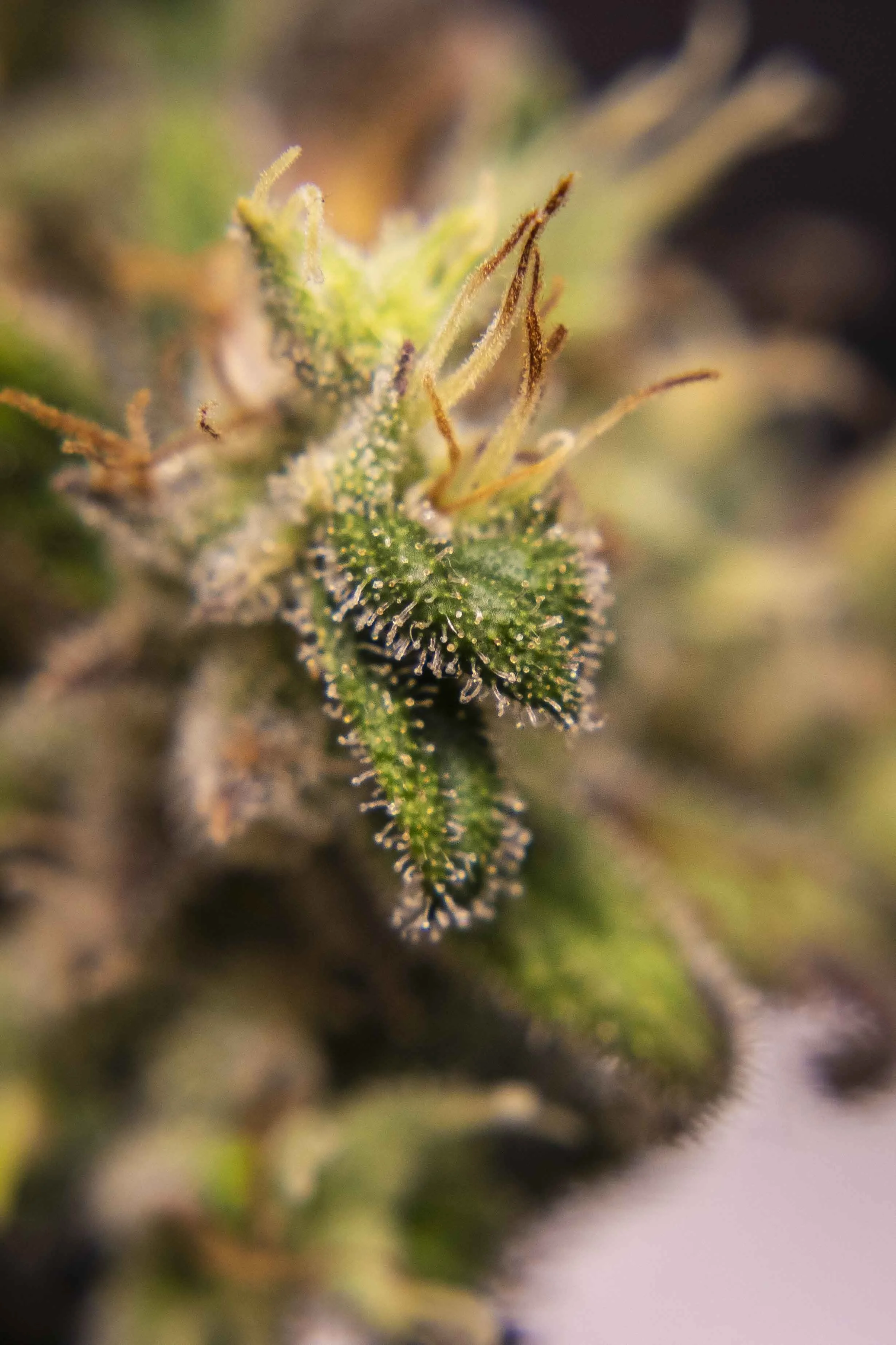 CBD PORTFOLIO - 080.JPG