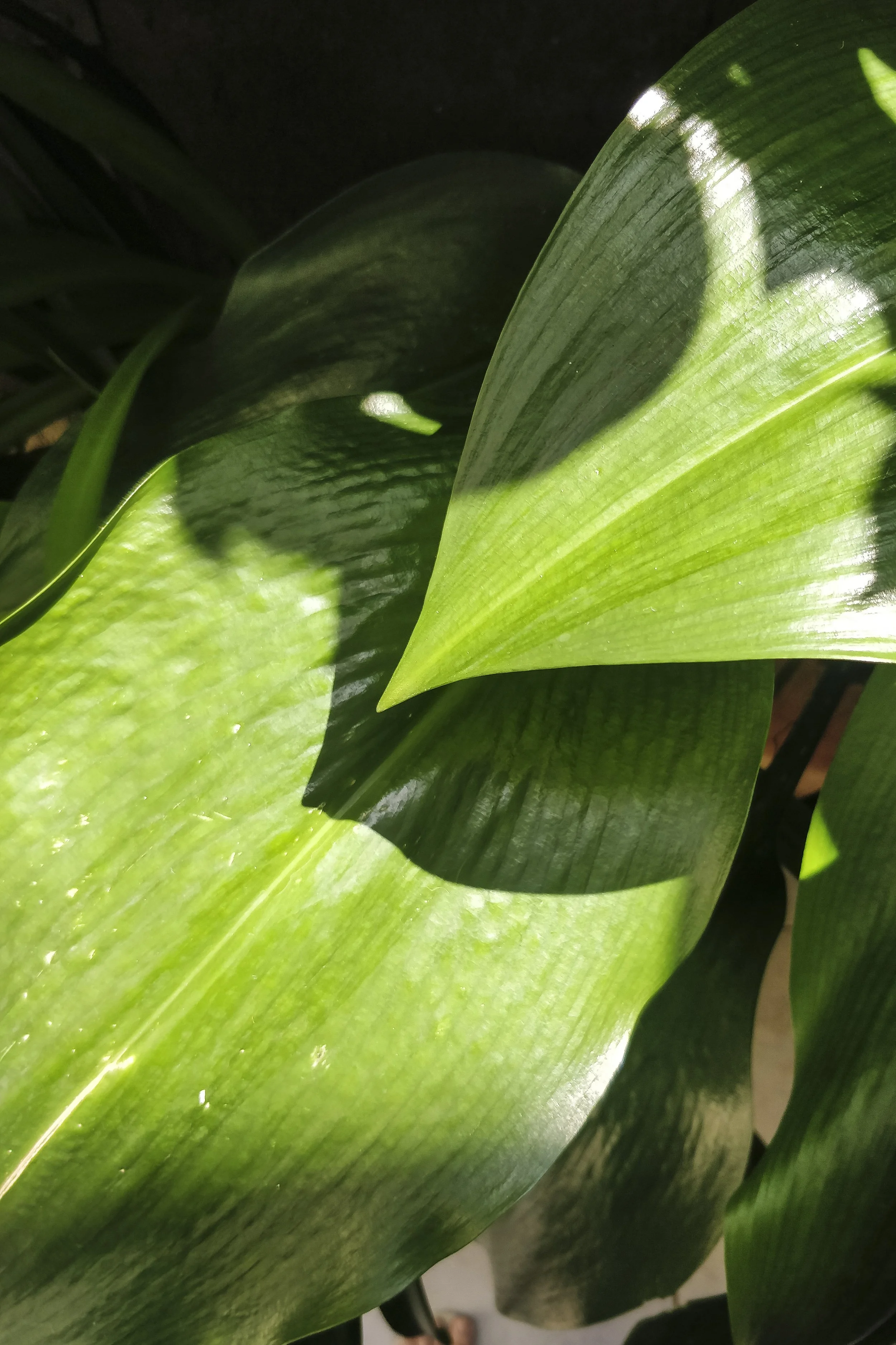 Green Leaves