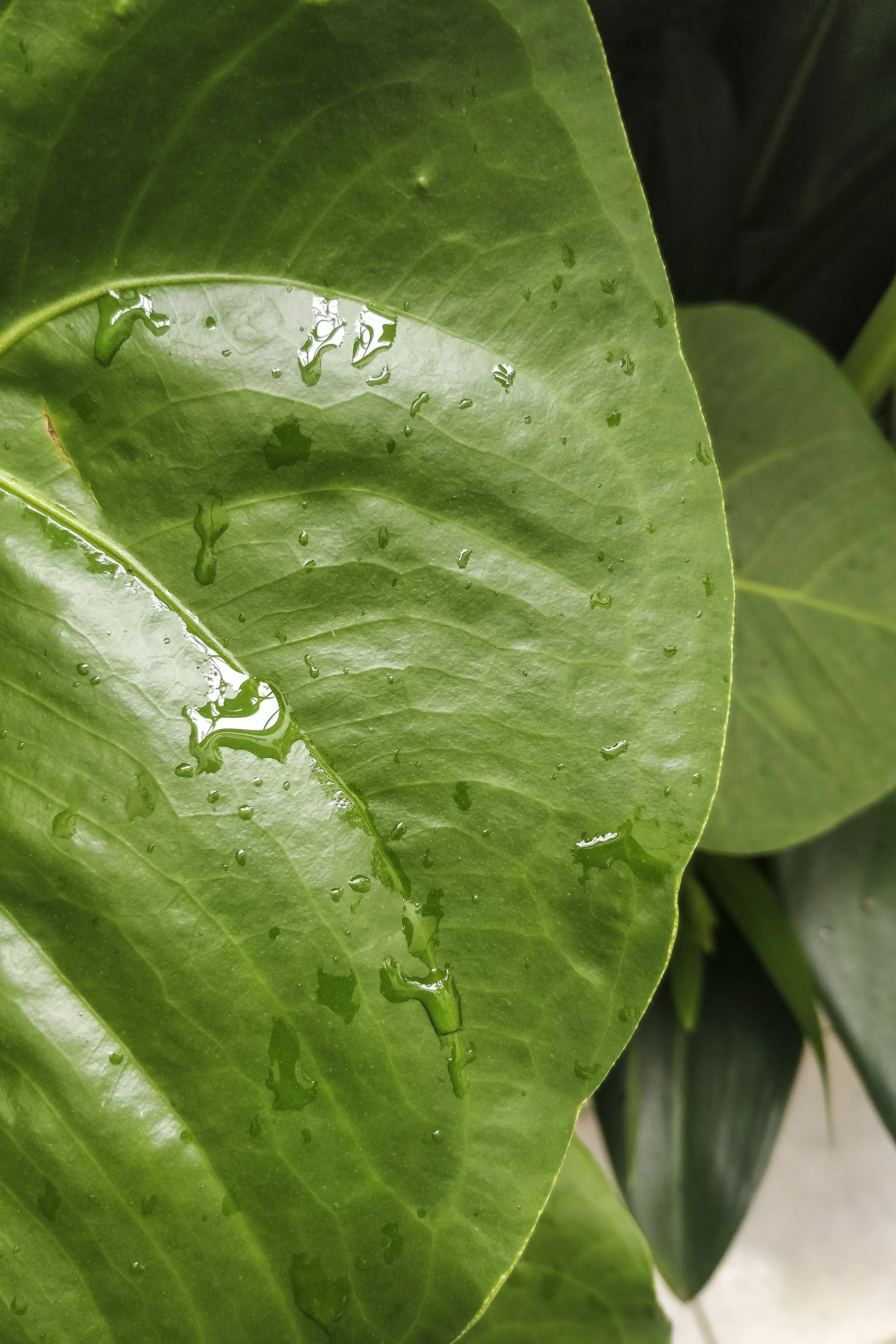 Raindrop Leaf