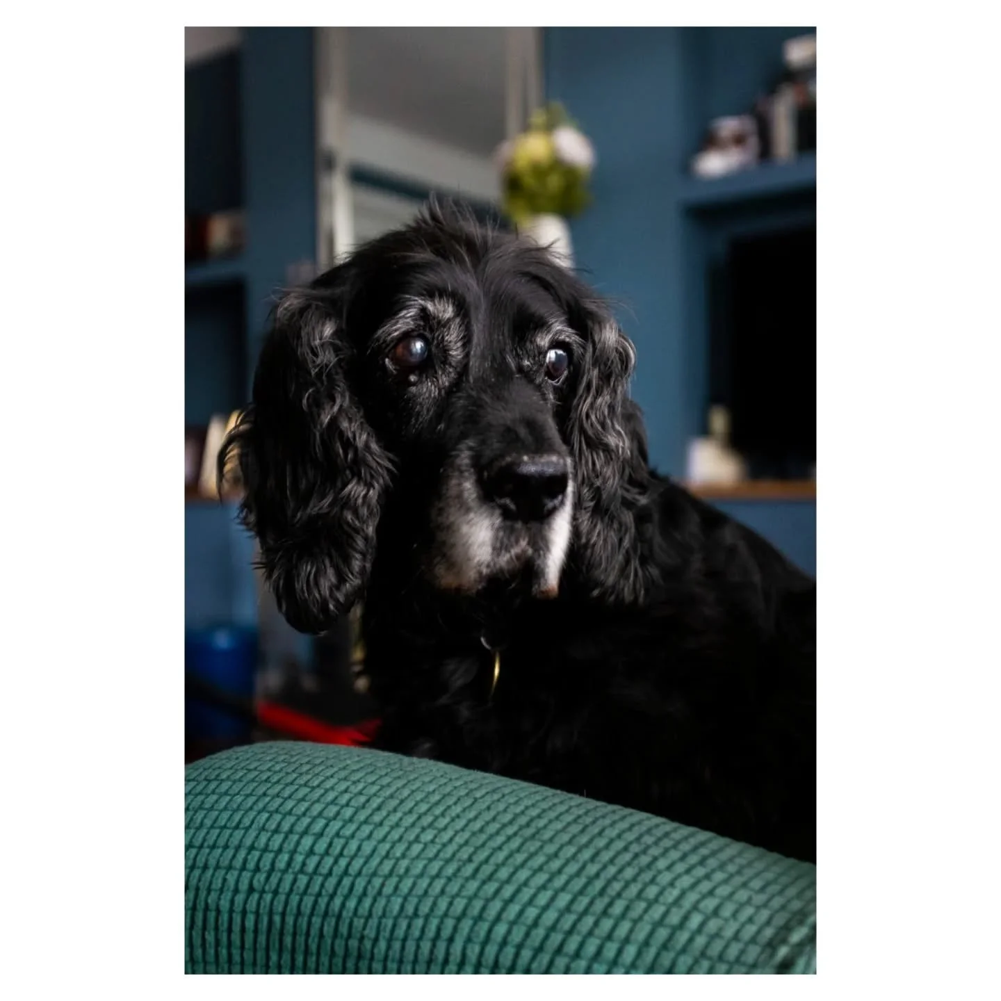 i did not want to make a post, but it's easier than telling everyone individually. 

Juno went to sleep back in July for the last time, happy and full of crisps. 

She was my best friend and I'm completely heartbroken. I miss her so much. 

I do not 