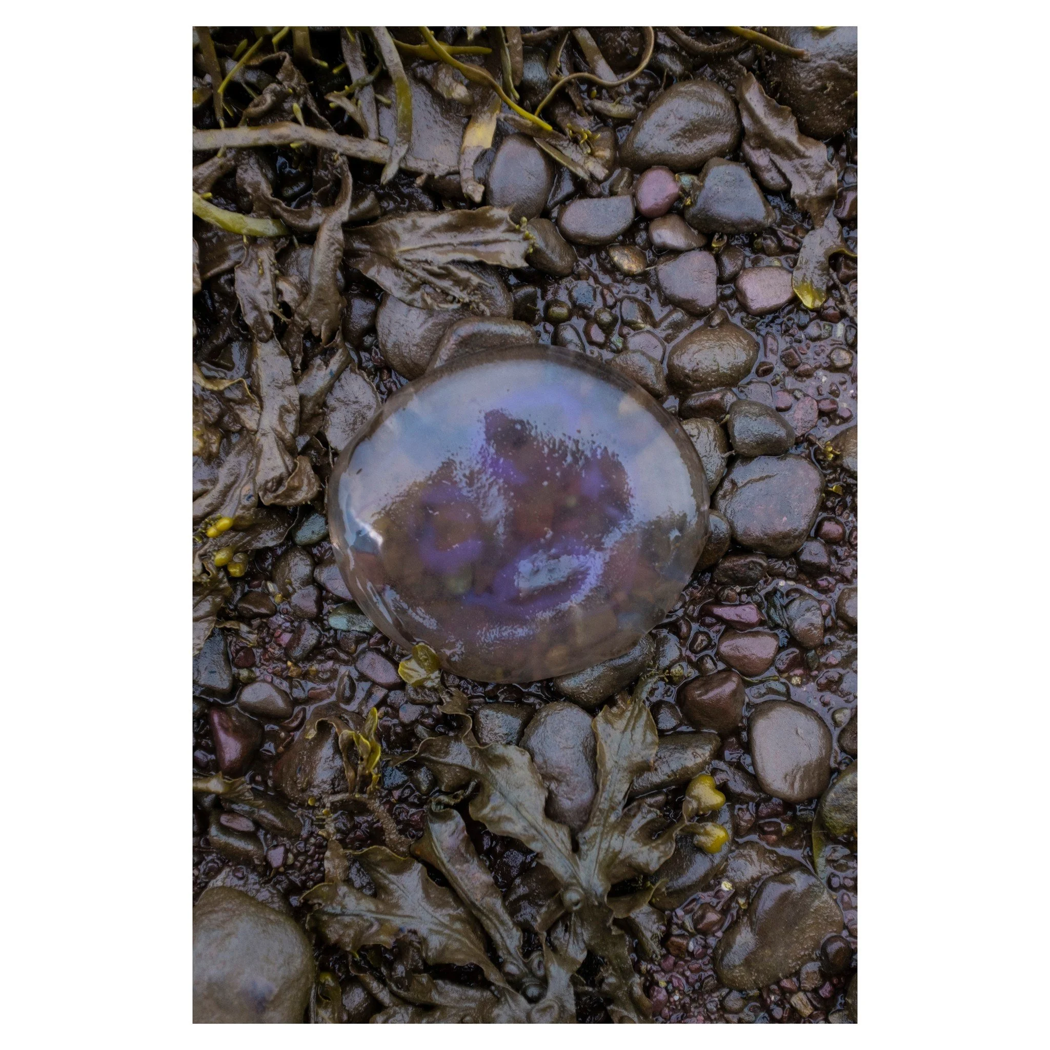 24.06.25

#jellyfish #crab #kenmare #ireland #fuji #fujiX100T #fujifilm #nature