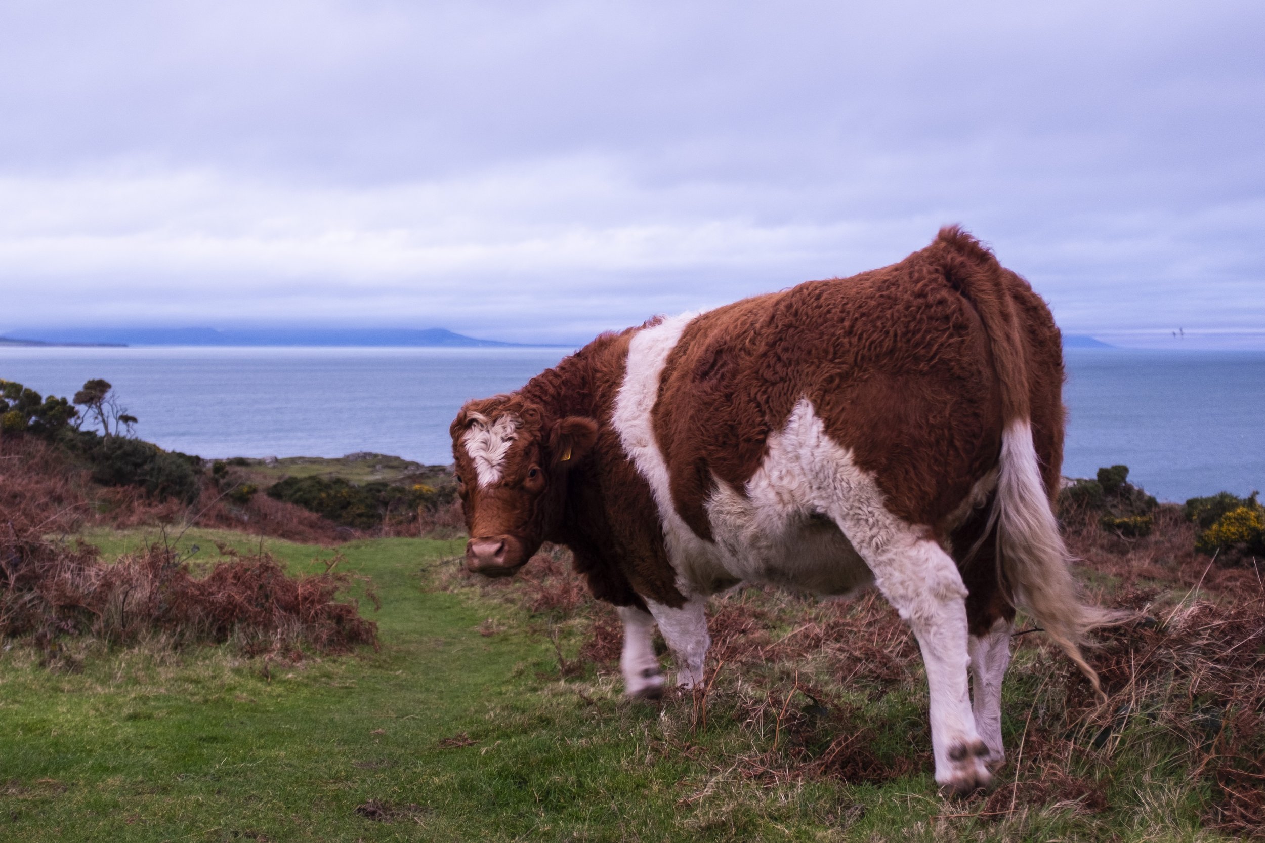 Cow in Clogherhead