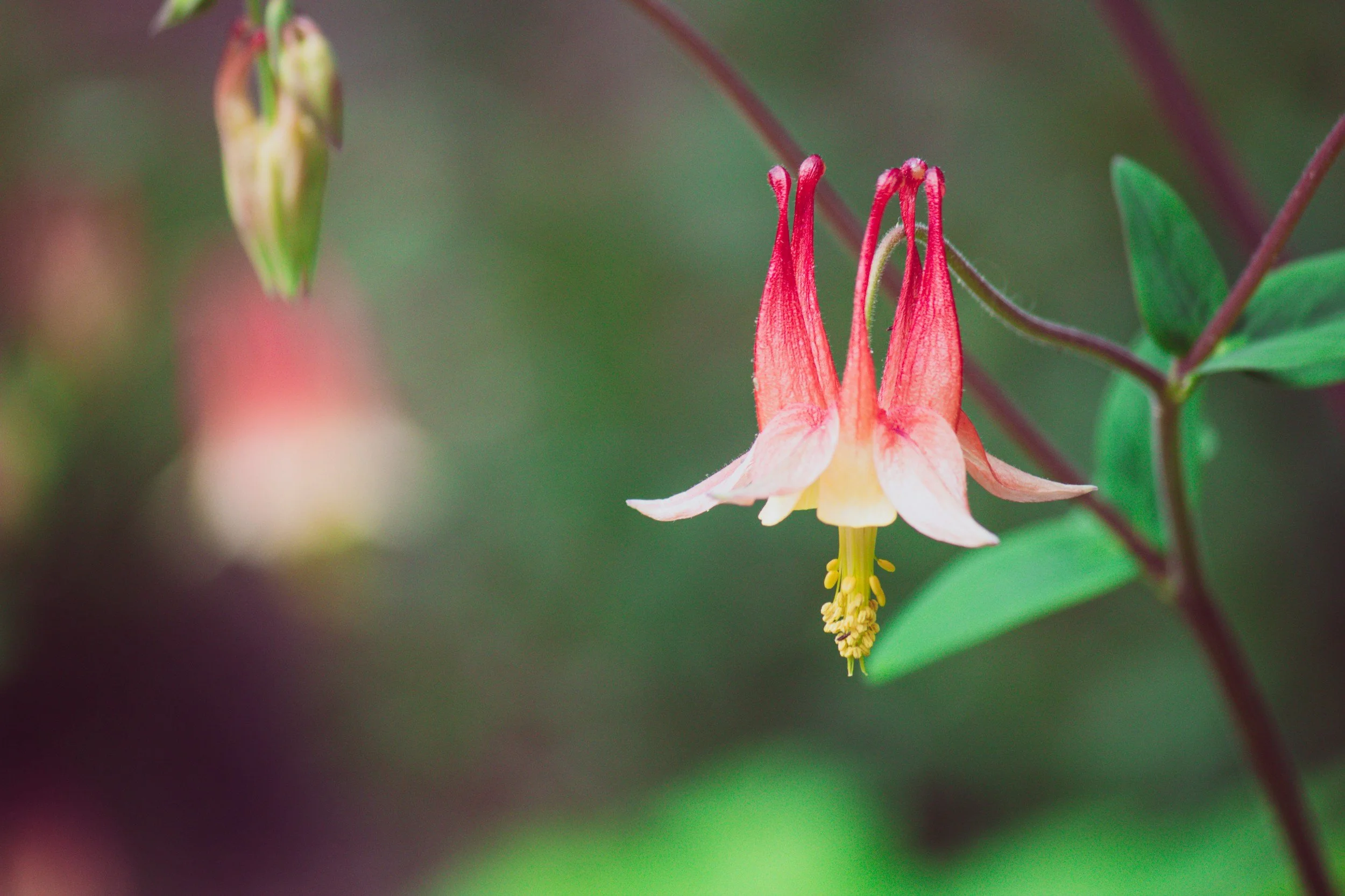 Columbine