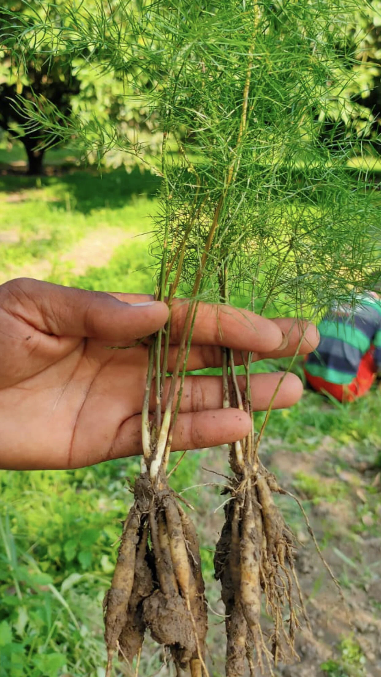 Shatavari Health Benefits for Women, Ayurvedic Herbs UK. 2022 — The Leaning  Tree Organics l Ethically Sourced, 100% Natural Plant Based Ayurvedic  Superfoods, Small Scale Farming. Ayurvedic Herb Suppliers