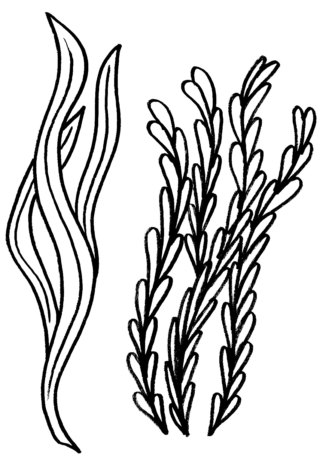 waterplantssketch.png