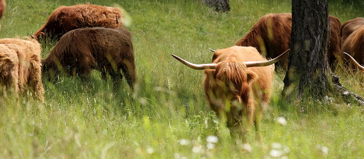 header-schottische-hochlandrinder-weide.jpg