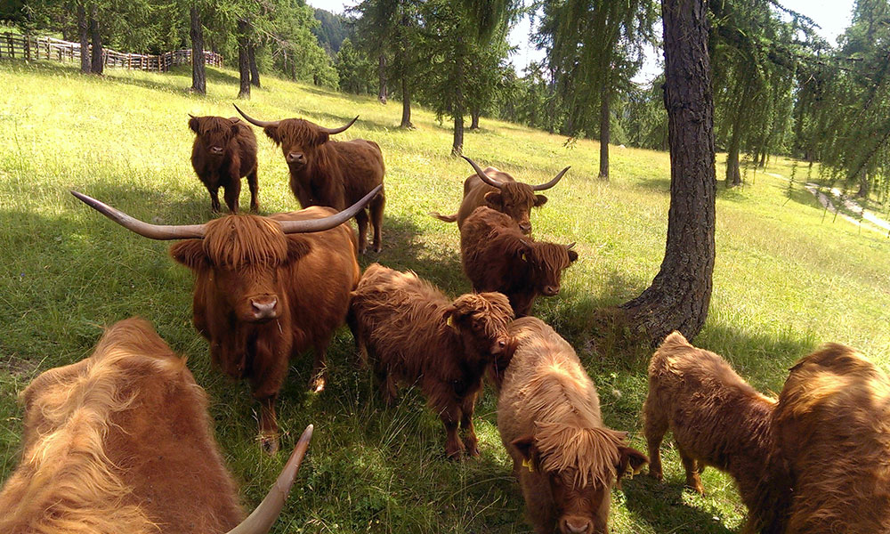 schottische-hochlandrinder-hautnah-erleben-kalb.jpg