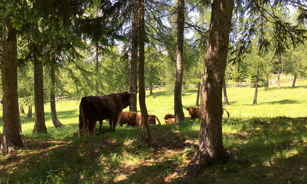 schottische-hochlandrinder-sommer-berghuette.jpg