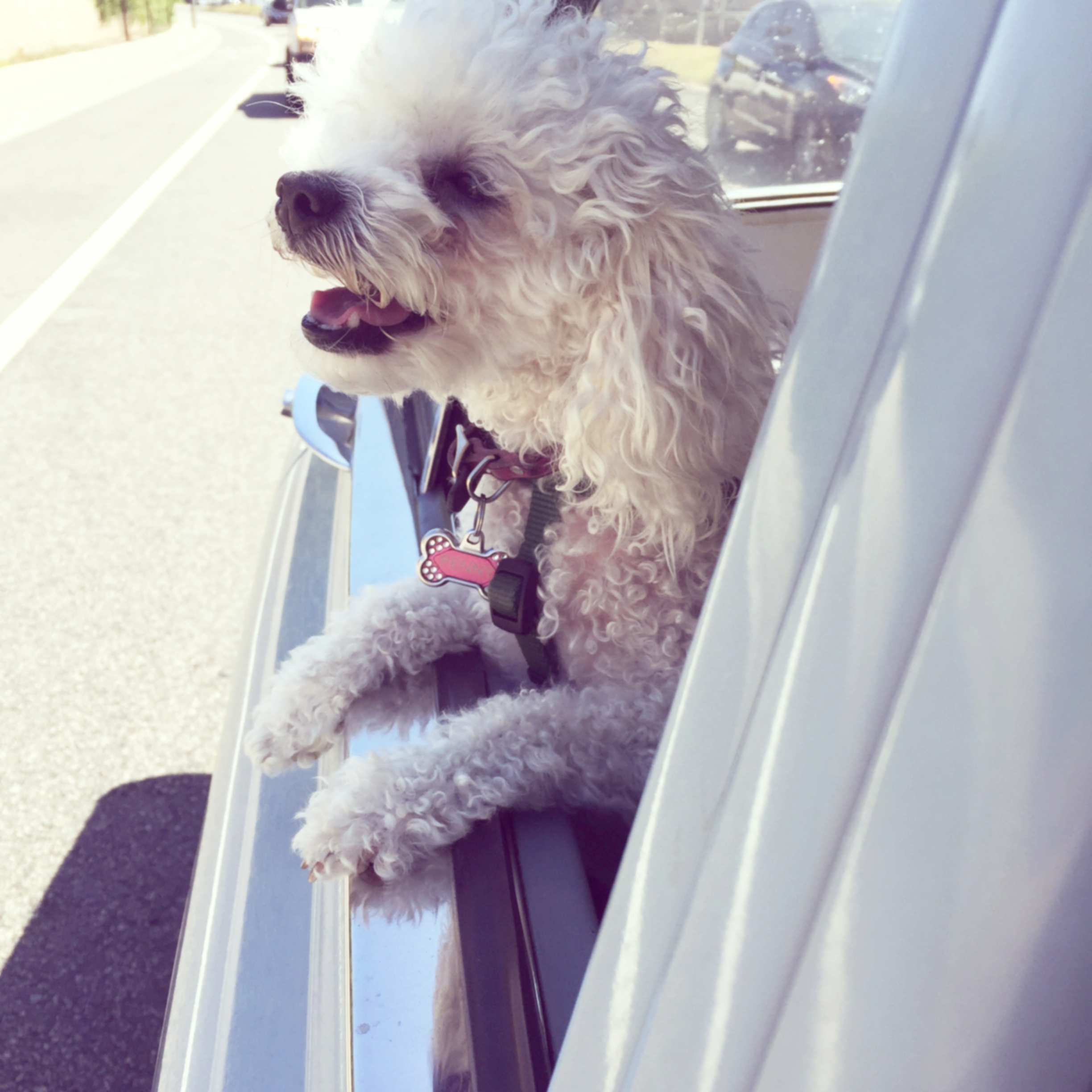 Seal Beach 22nd Annual Wag N' Walk Event 