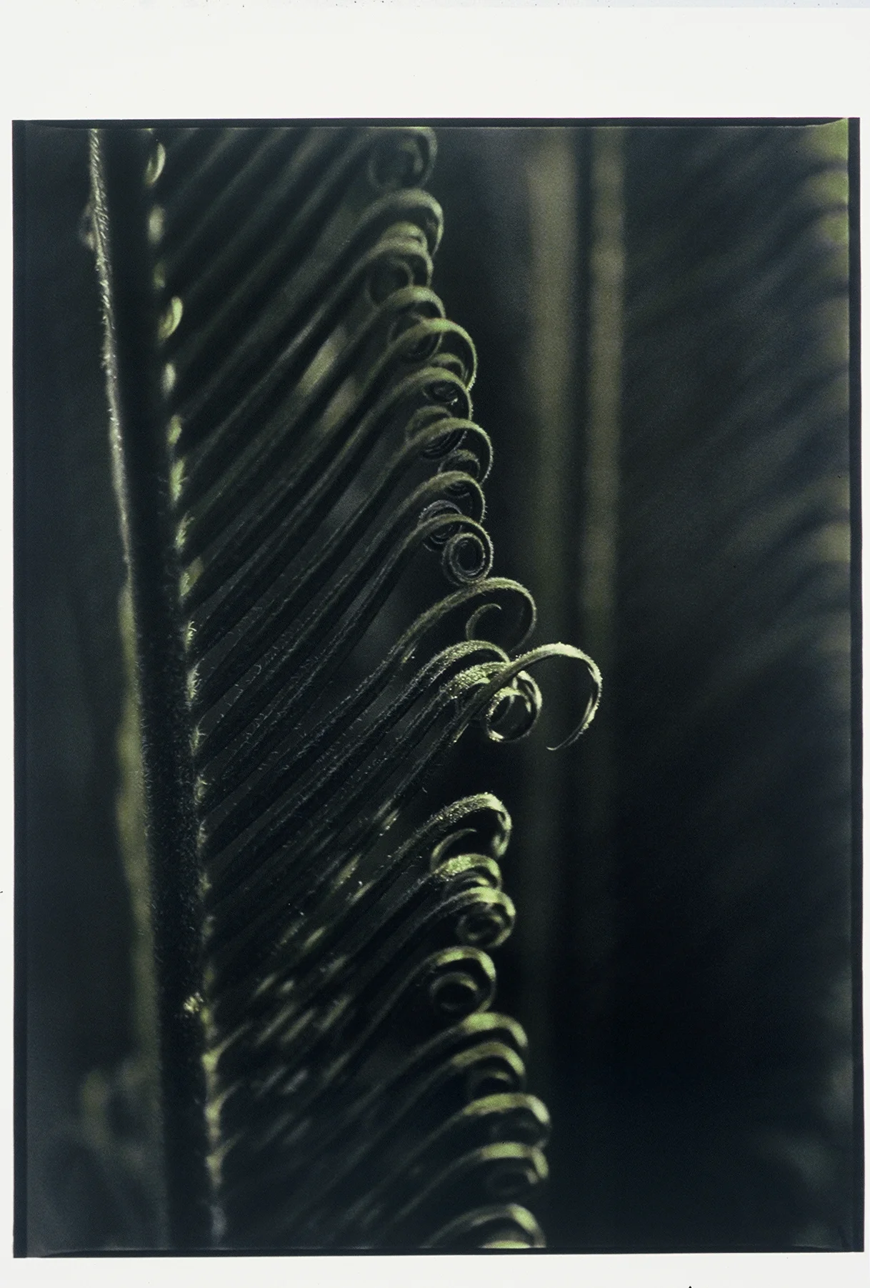 7-29-04, A.M., #4 40” X 32” Oil on silver gelatin 2005