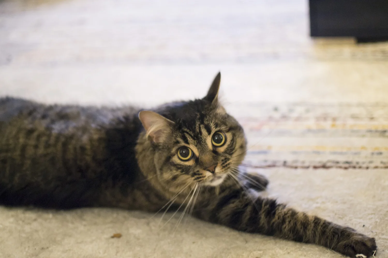 cat photography in memphis.jpg