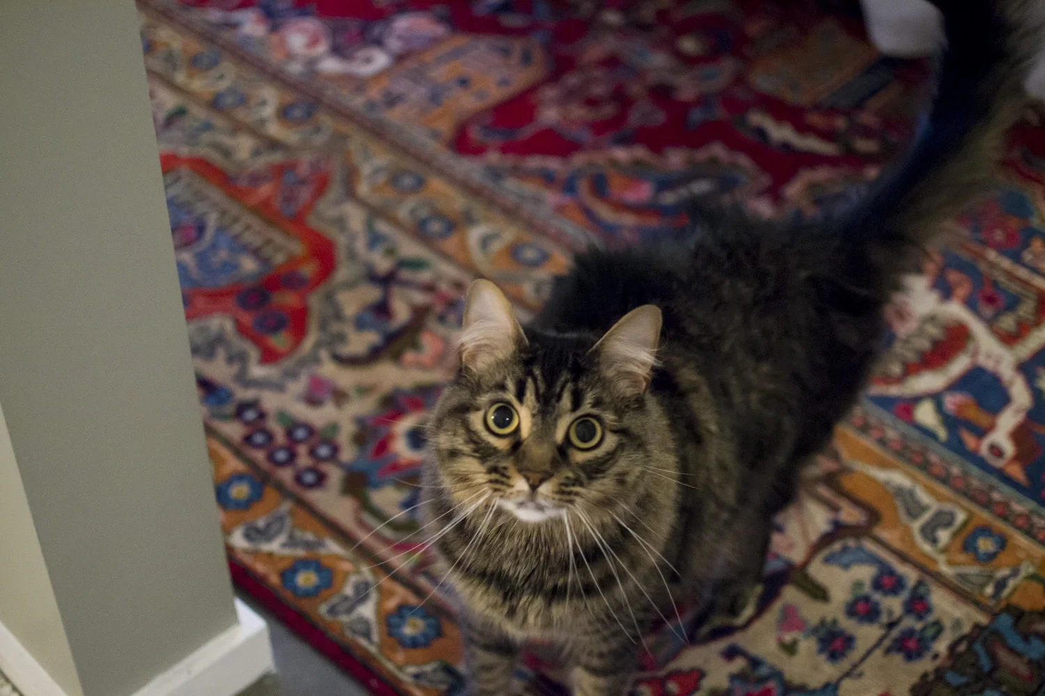 memphis pet photographer.jpg