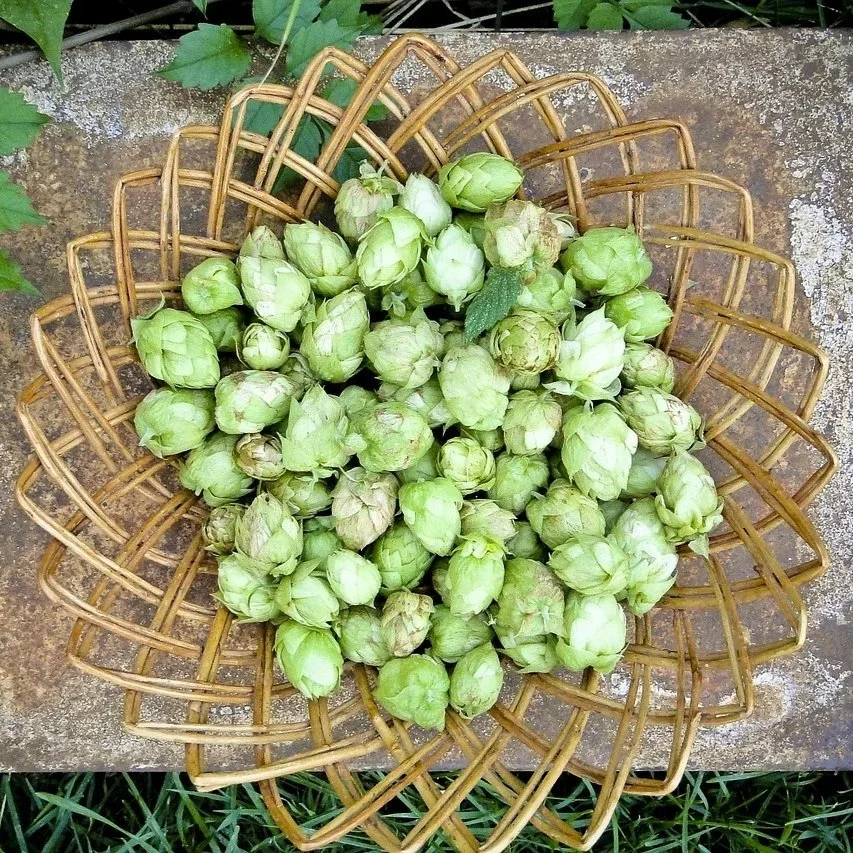 lupulin glands in hops containing oils and resins for beer aroma and bitterness