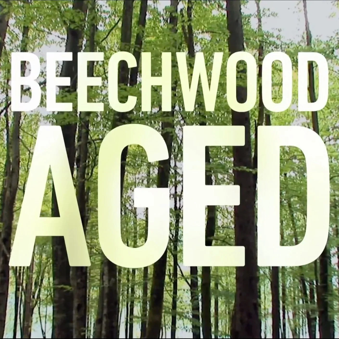 beechwood aging process used in lager brewing for flavor and clarity