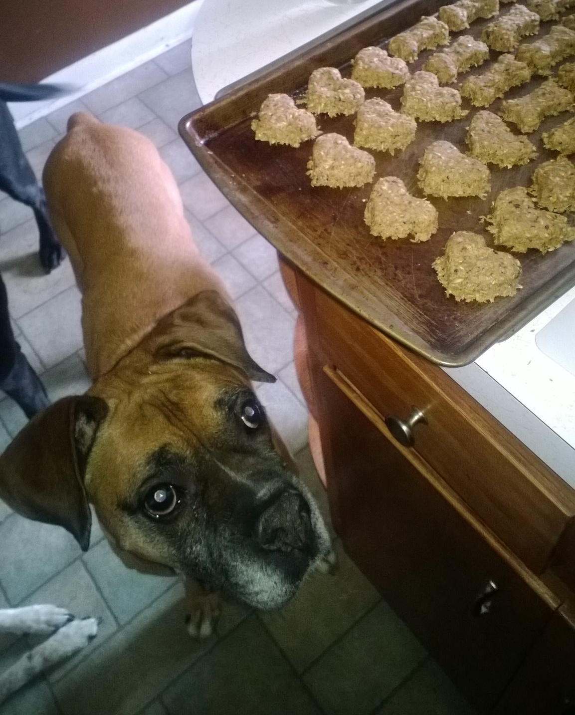 Buster waiting as patiently as possible for the treats to cool. He insists I make his treats in the shapes of hearts and bones in honor of his favorite Paul Simon song.