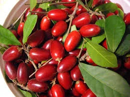 Sensory Exercise: Miracle Berries