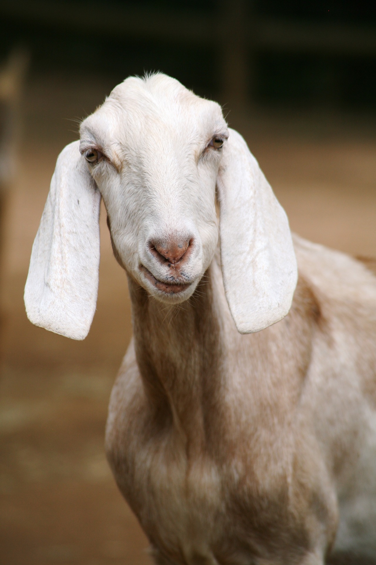 Goat 2.jpg