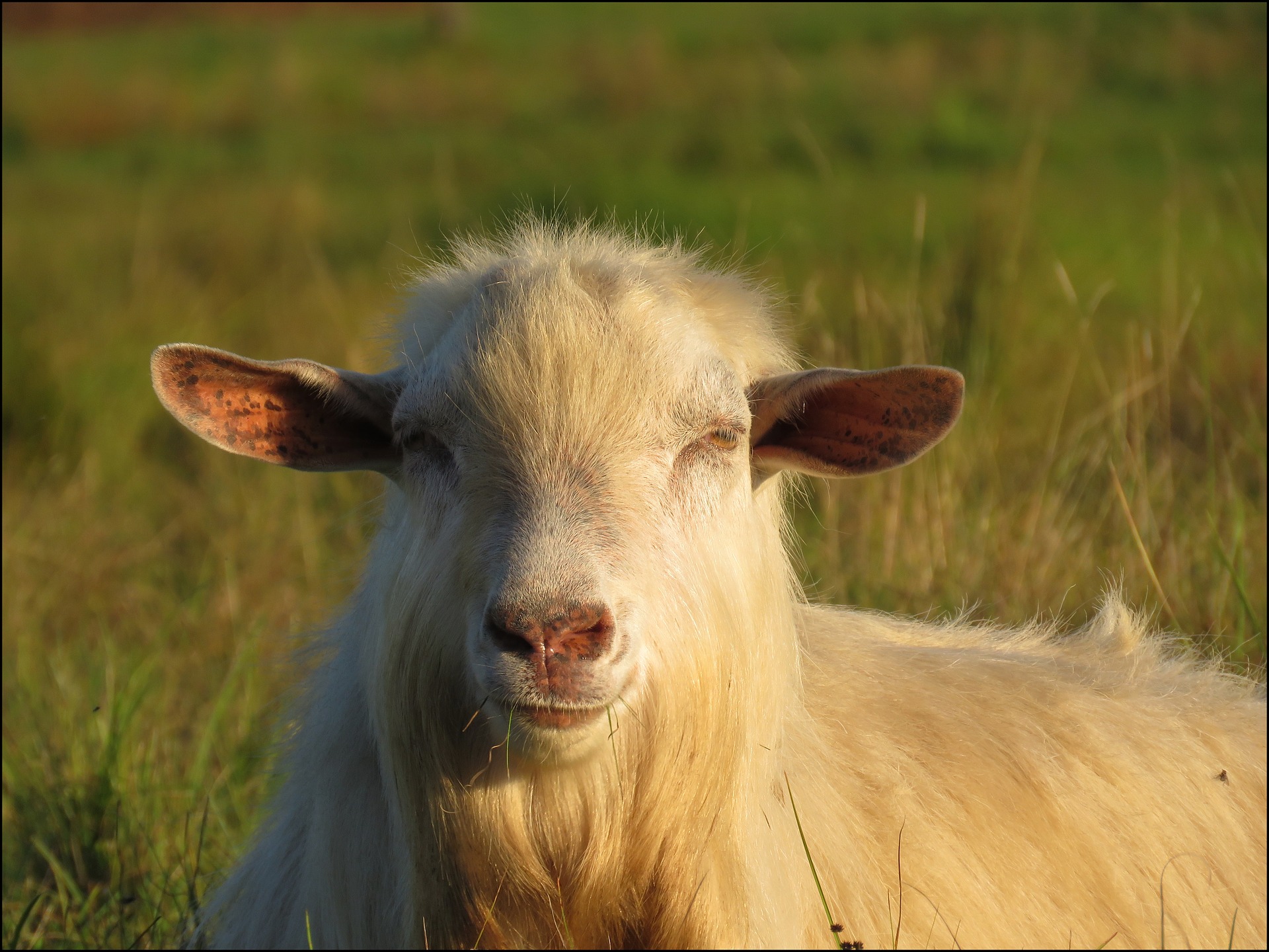 Goat 1.jpg