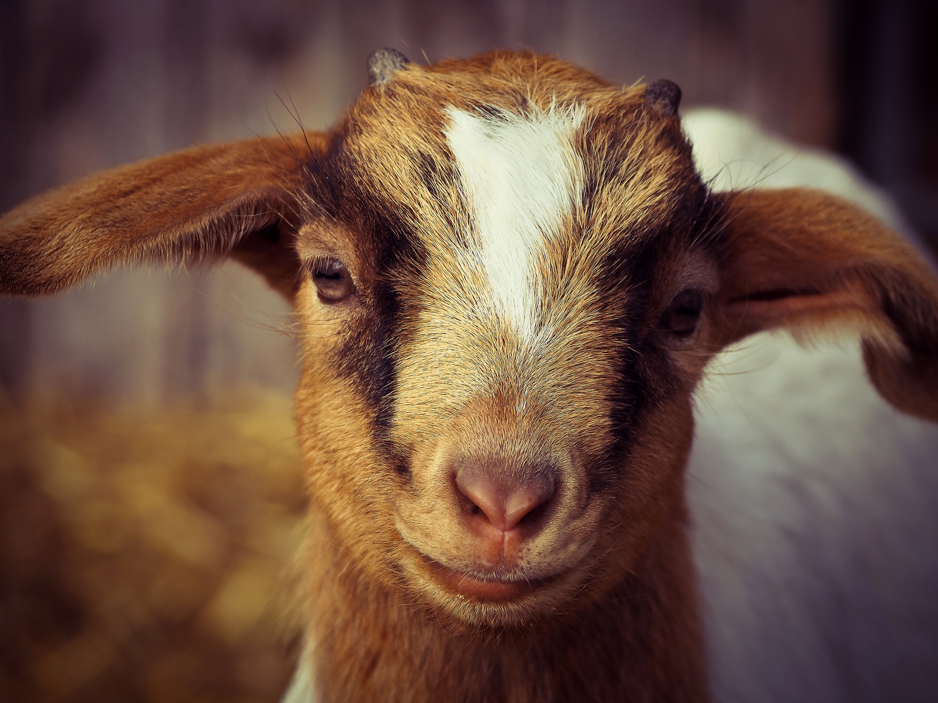 Goat 4.jpg