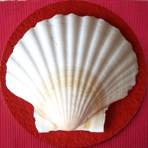 Jacob's shell