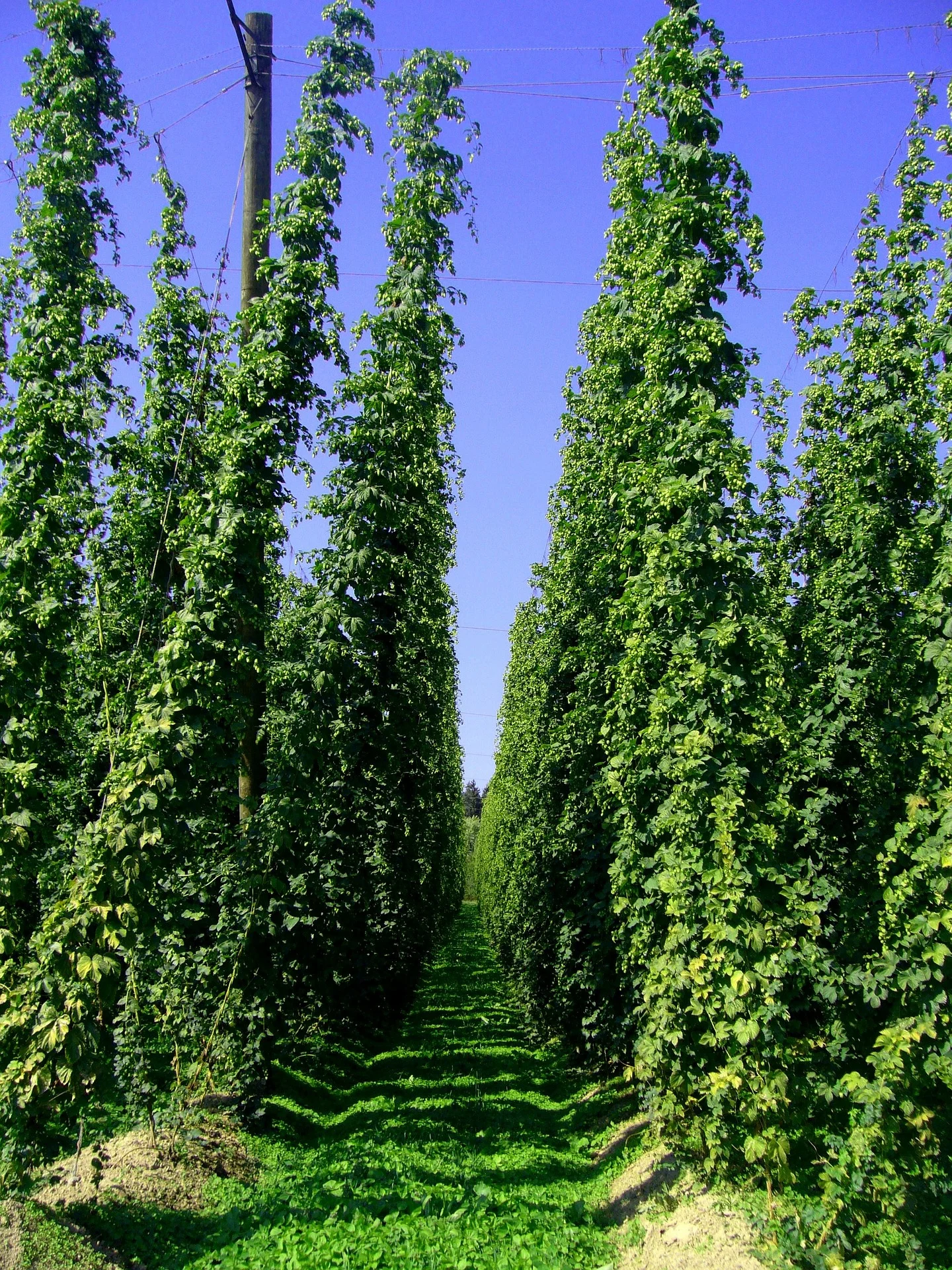hop-vines-240579_1920.jpg