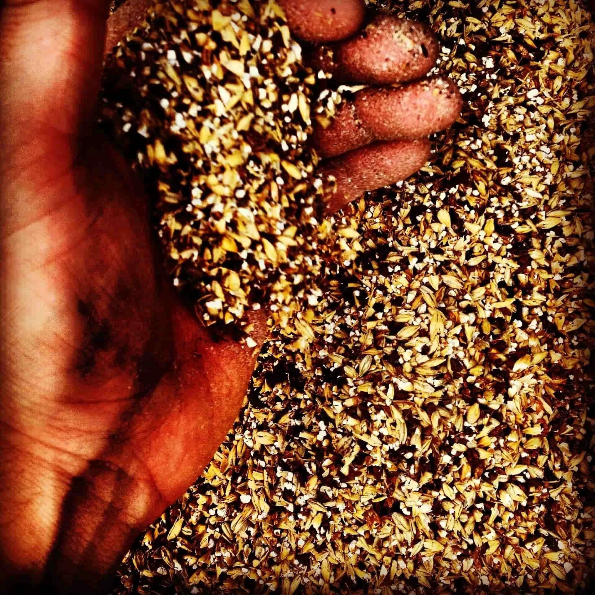 Malt friability explanation and its role in brewing efficiency