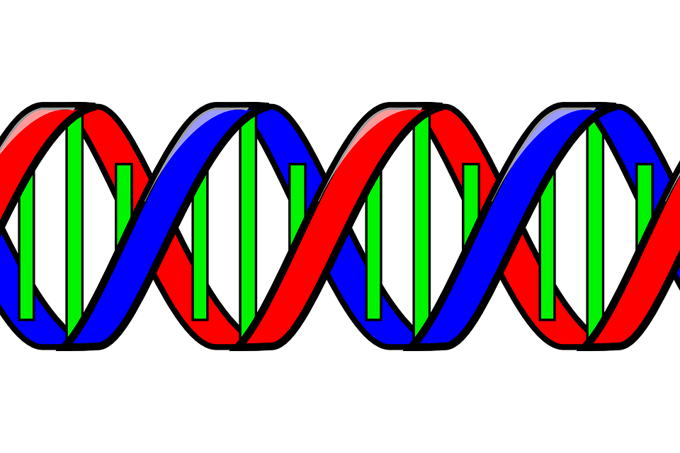 Double helix DNA in red and blue