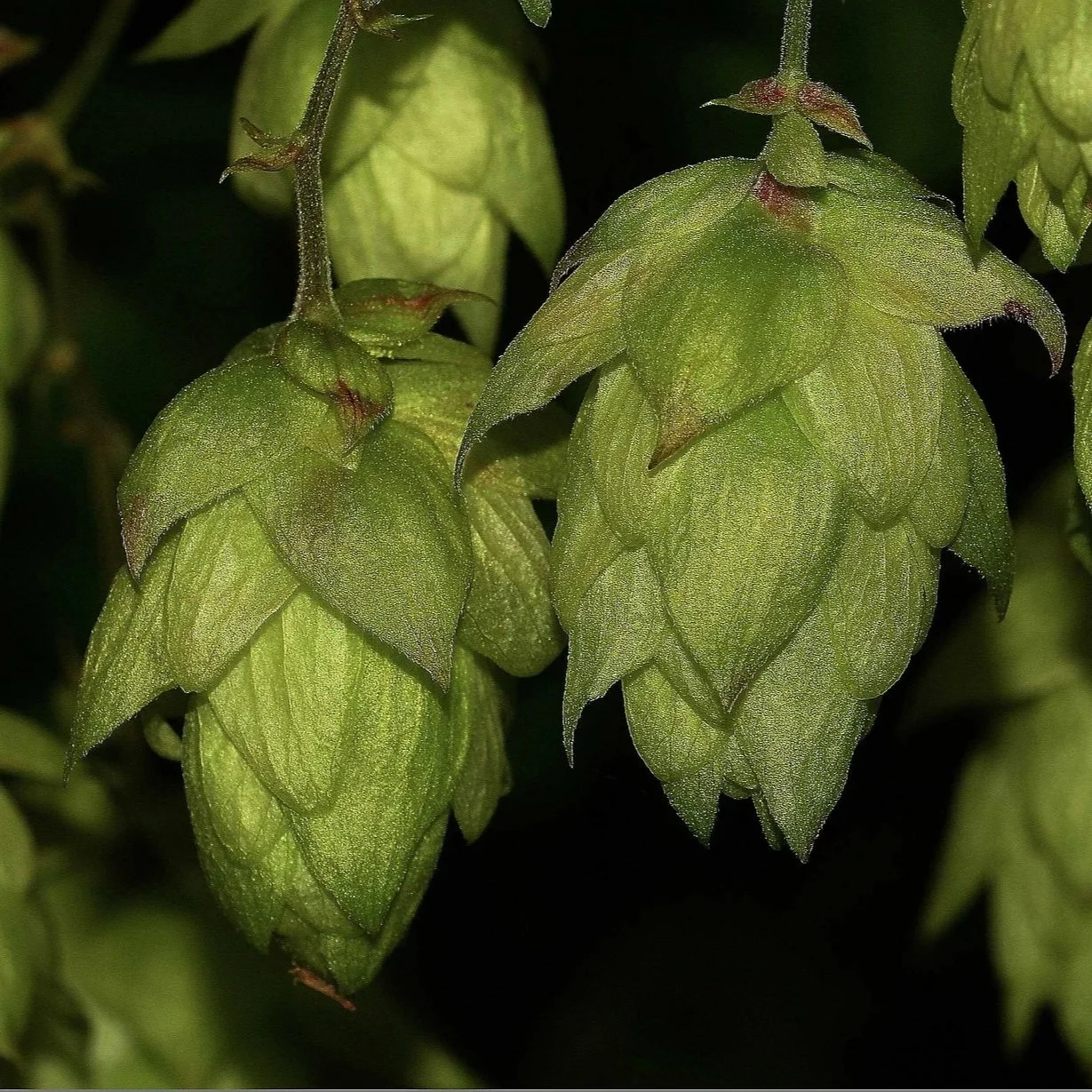 I Tried It: Hop Tea