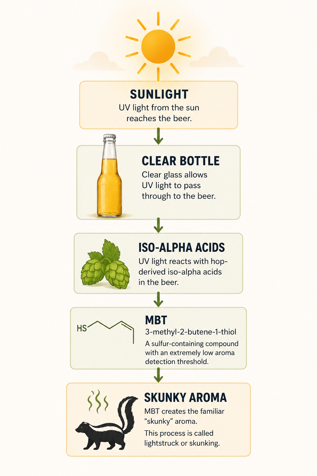 Infographic showing how sunlight causes beer to become lightstruck. The flow follows sunlight reaching a clear bottle, UV light reacting with iso-alpha acids to form MBT (3-methyl-2-butene-1-thiol), resulting in the characteristic skunky aroma.
