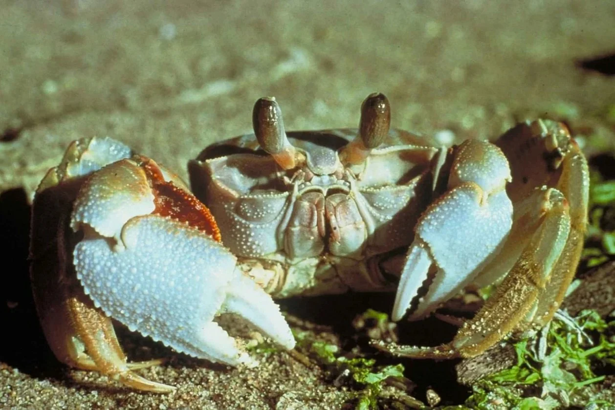 Close up of crab