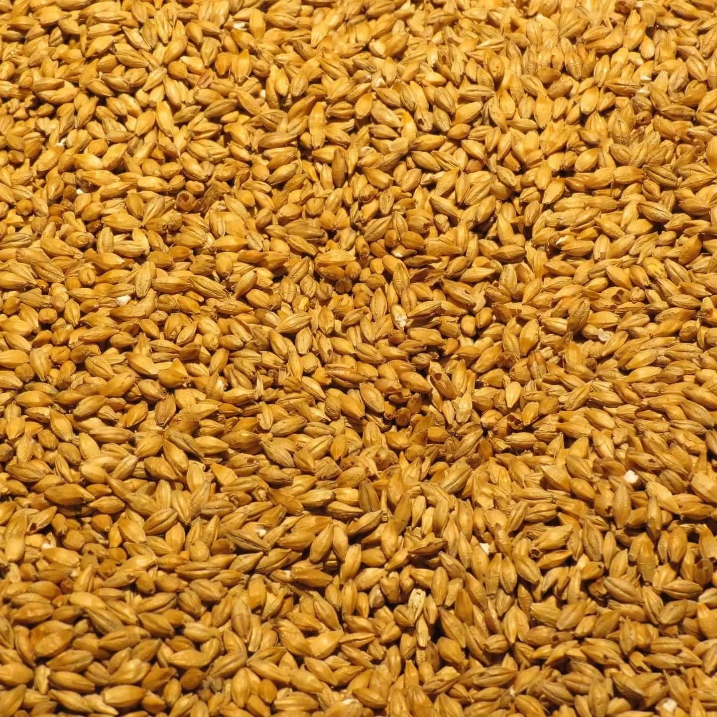 Close up of malted barley