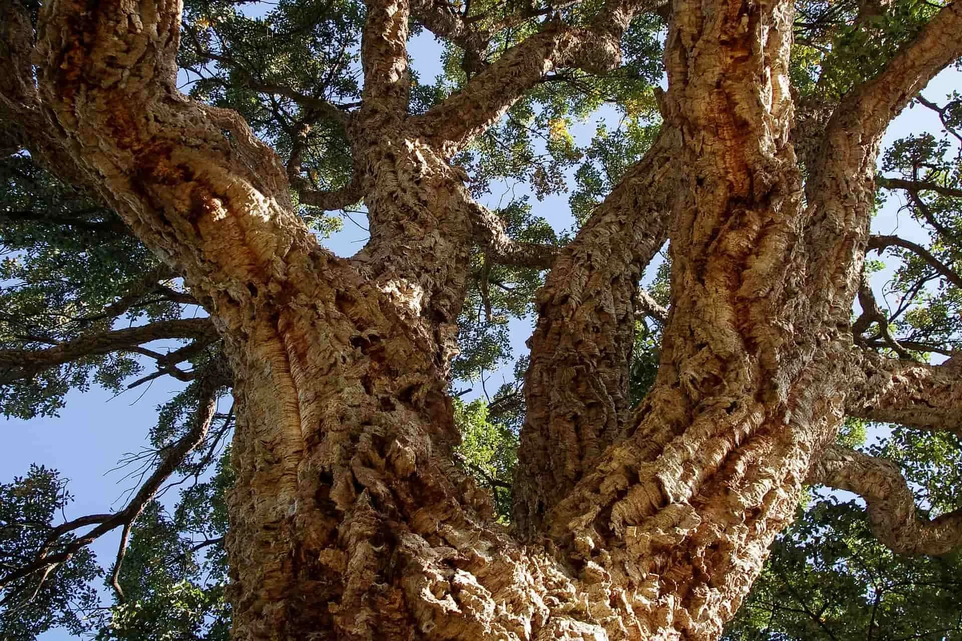 Tree showing how corks are made and used in beer and beverage bottling