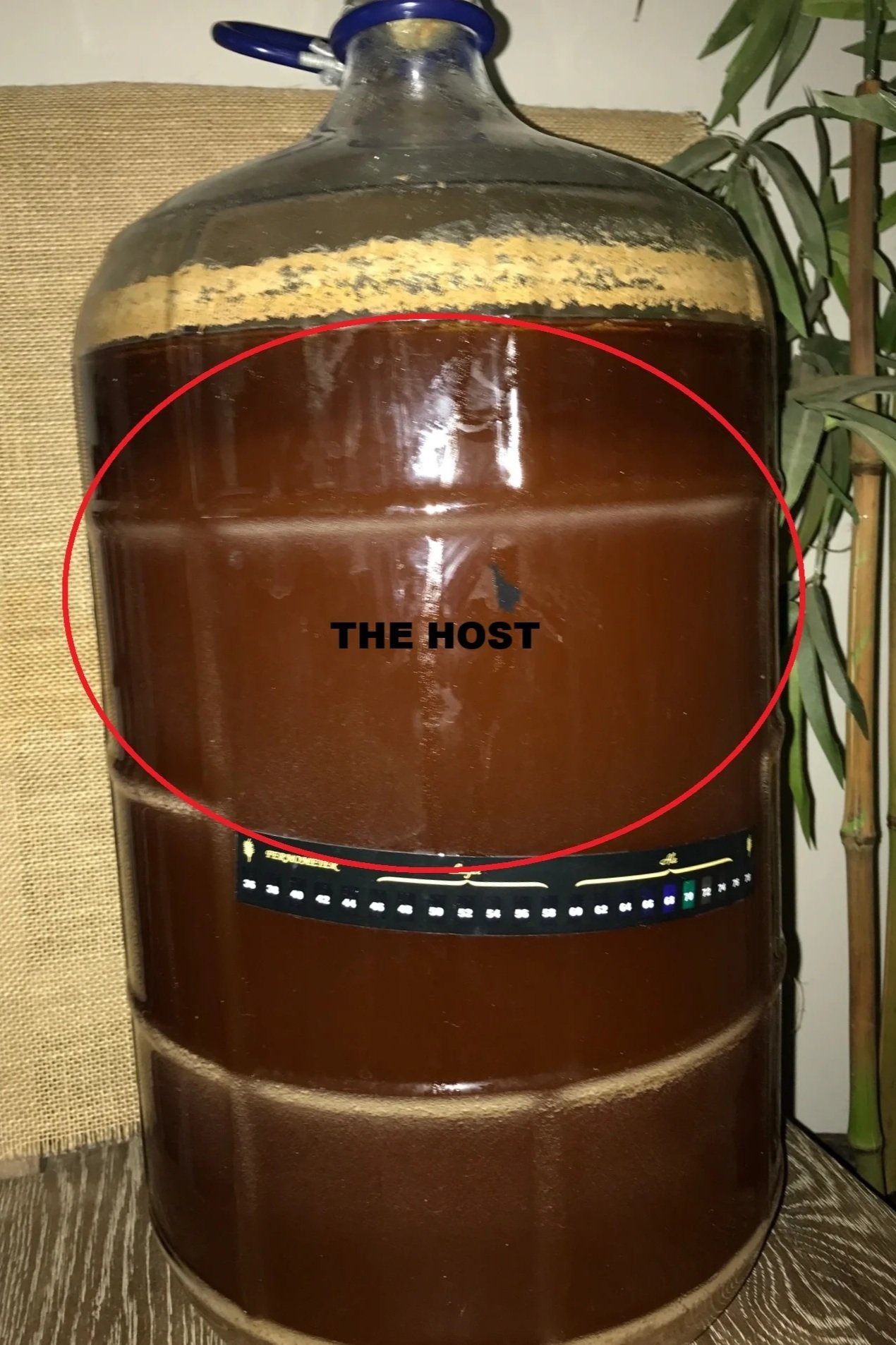 brettanomyces yeast fermentation creating funky beer flavors