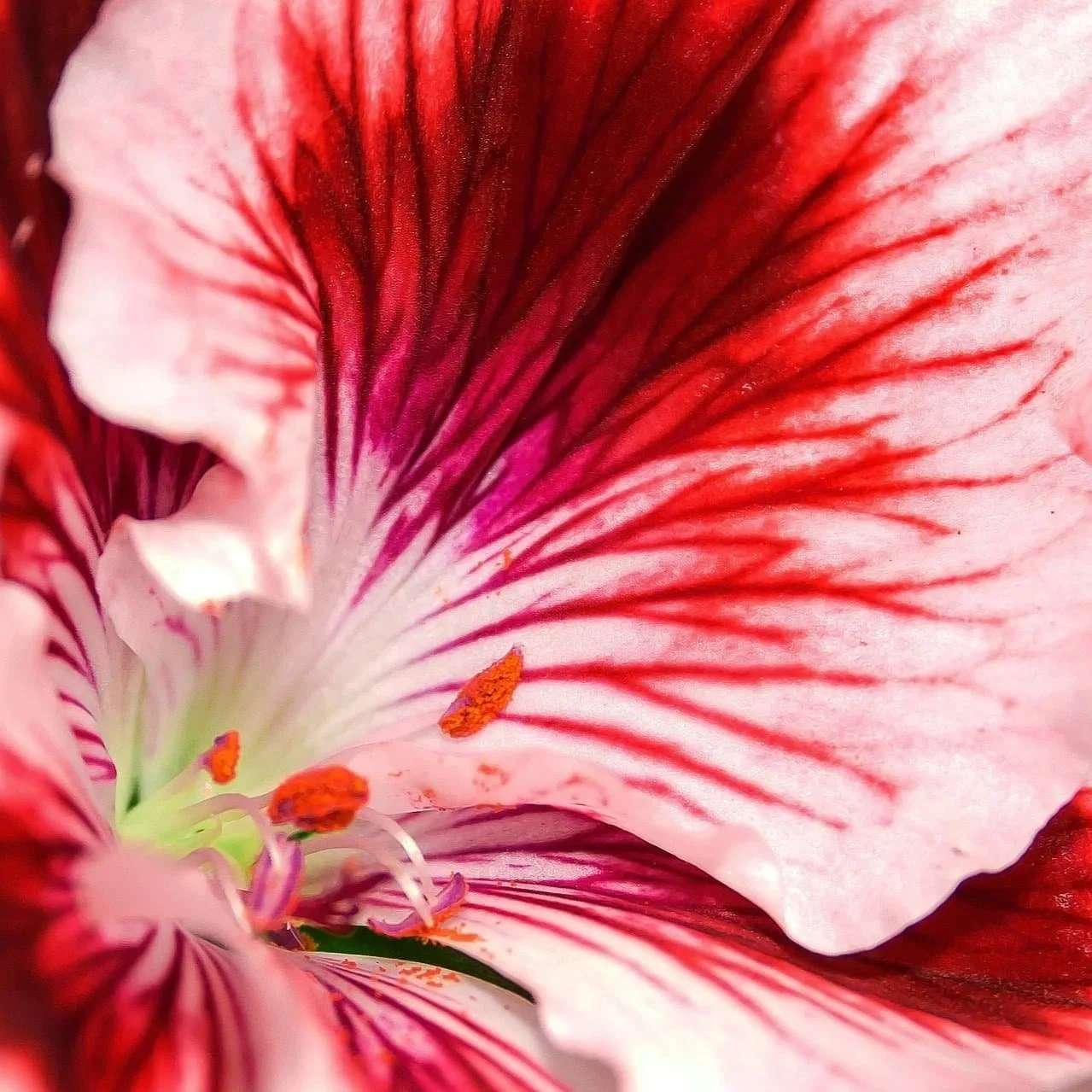 Close up of Geraniol flavor compound in beer and floral aroma characteristics