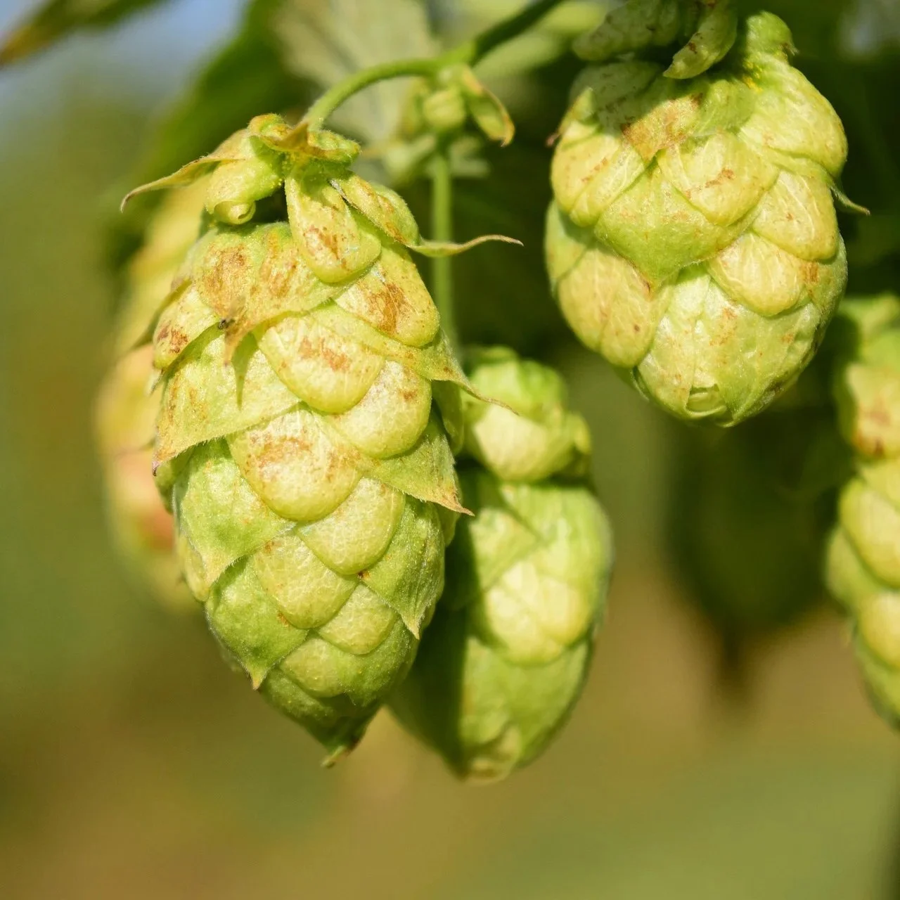 international bitterness units scale measuring hop bitterness in beer