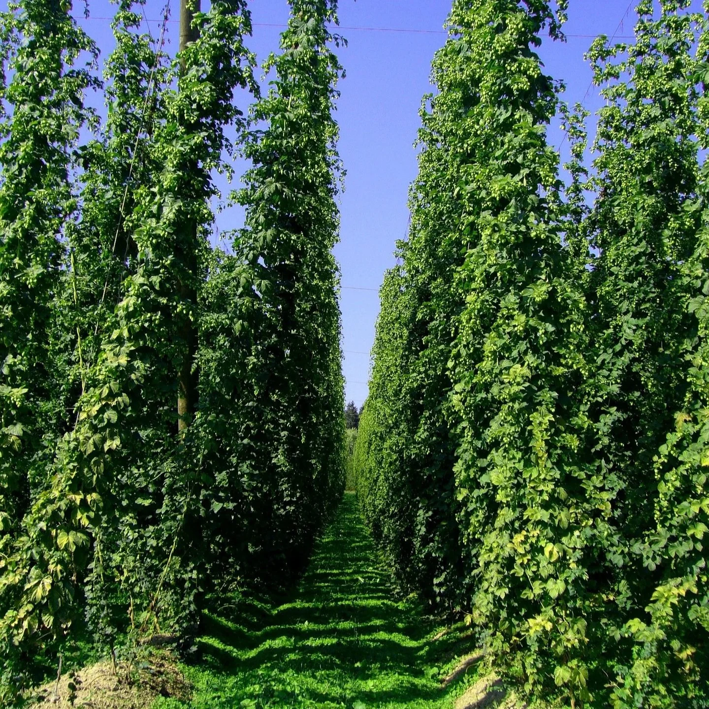 noble hops varieties used for aroma and traditional european beer styles
