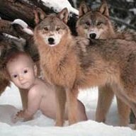 Pack of wolves with human baby