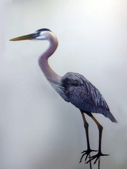 c standing Heron.jpg